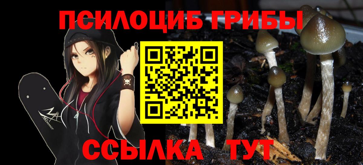 Псилоцибиновые грибы Psilocybine cubensis Кинель